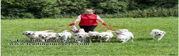 Golden Retriever dogs for sale: KC reg Golden retriever puppies 5* licence - Advert 18