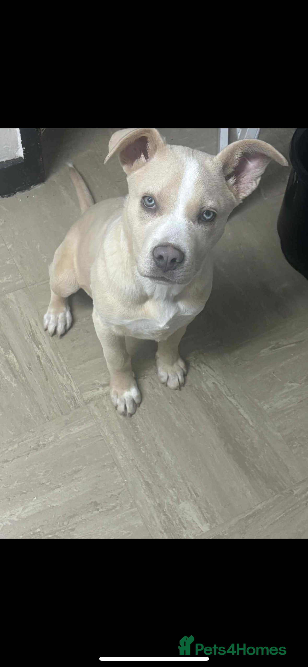 Mixed Breed dogs 5/6 month old female puppy - Advert 2