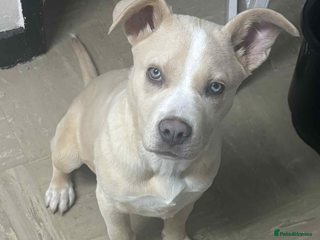 Mixed Breed dogs 5/6 month old female puppy - Advert 1