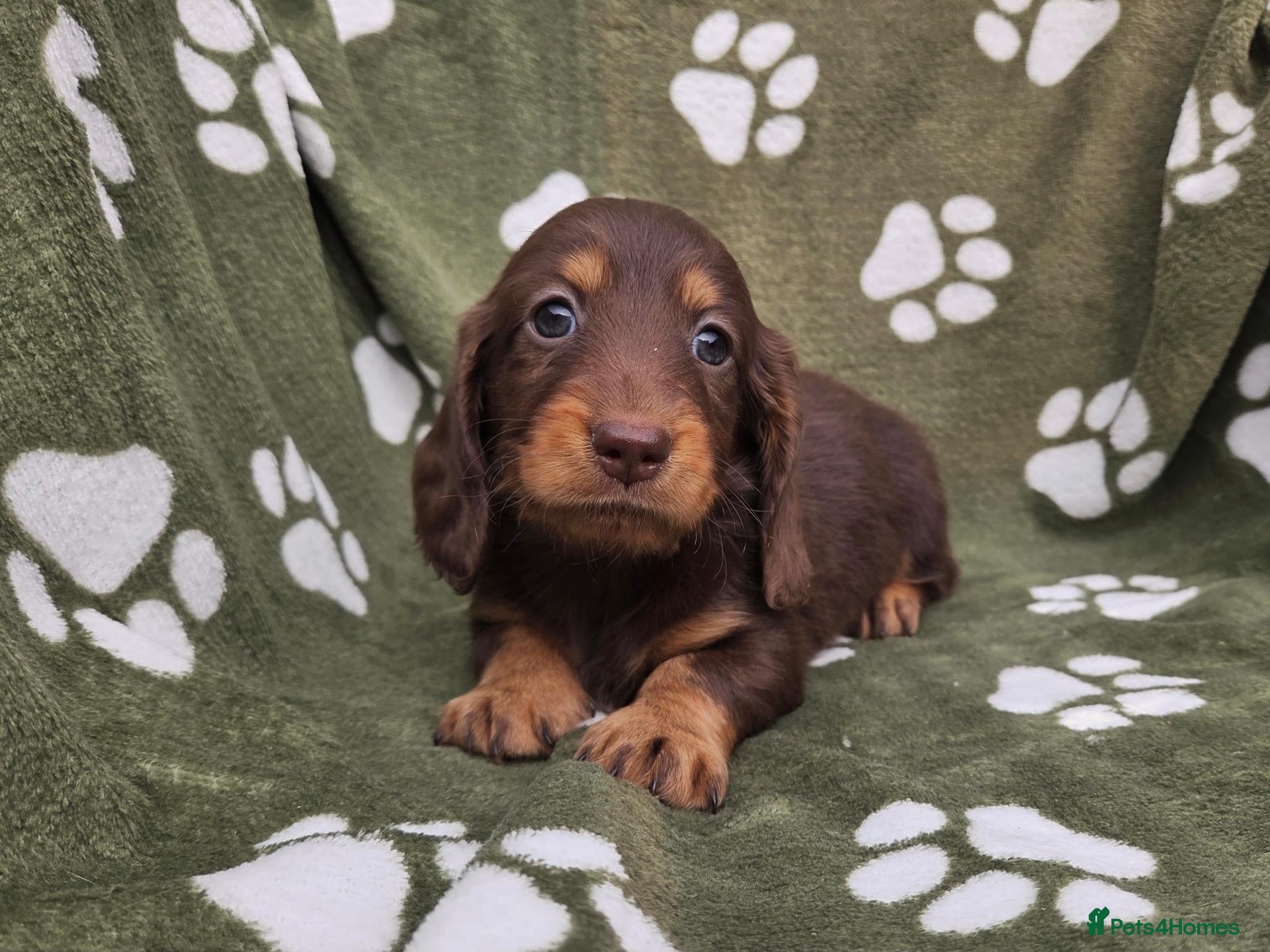 Miniature Dachshund dogs Stunning KC Registered Longhaired Mini Dachshunds - Advert 1