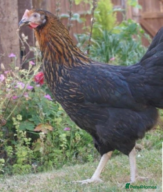 Chickens poultry Rhode rocks pol 18weeks vaccinated  - Advert 15
