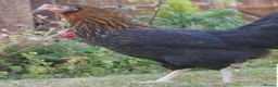 Chickens poultry for sale: Rhode rocks pol 18weeks vaccinated  - Advert 1
