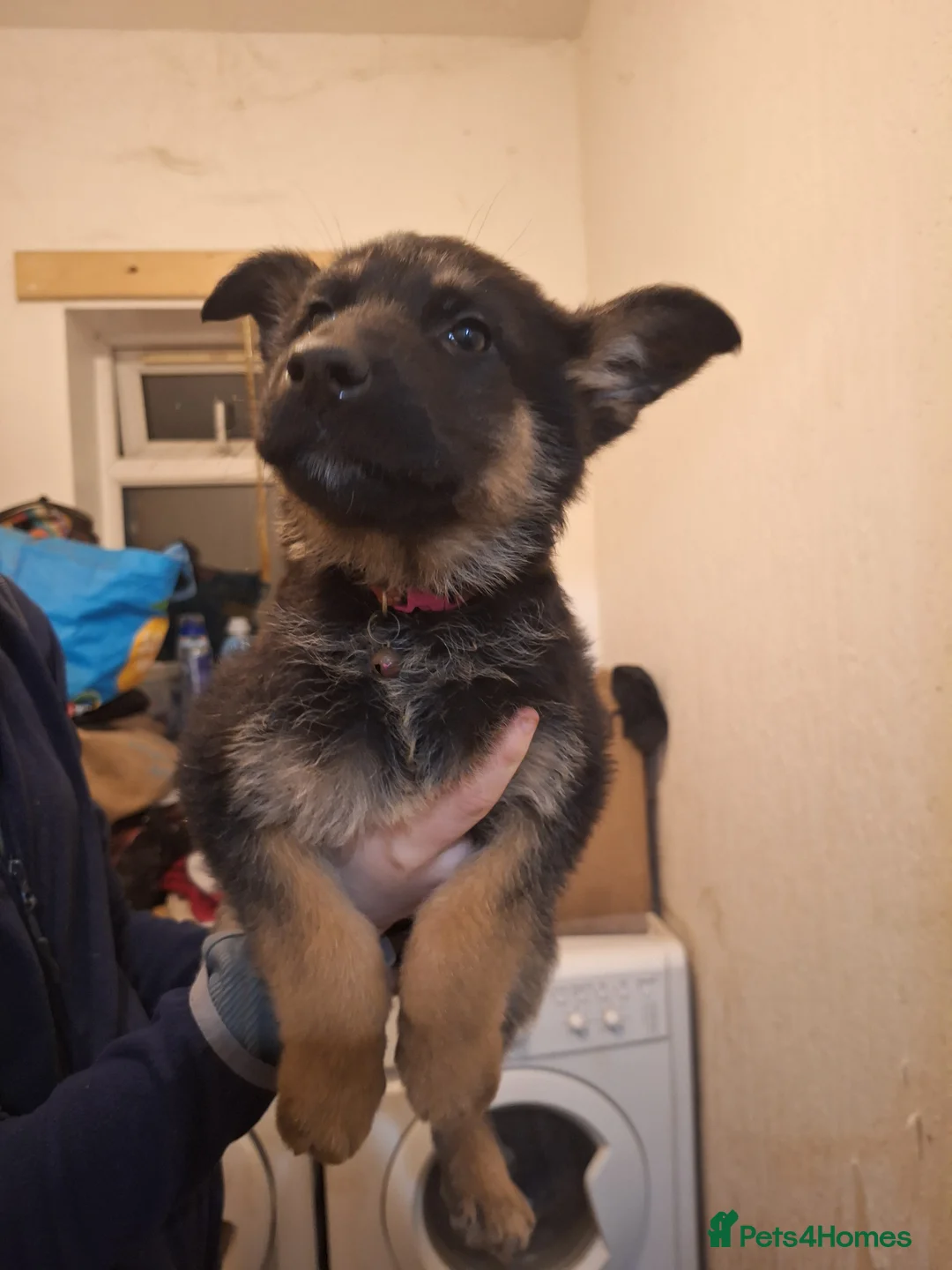 German Shepherd dogs for sale: German shepherd puppies  - Advert 6