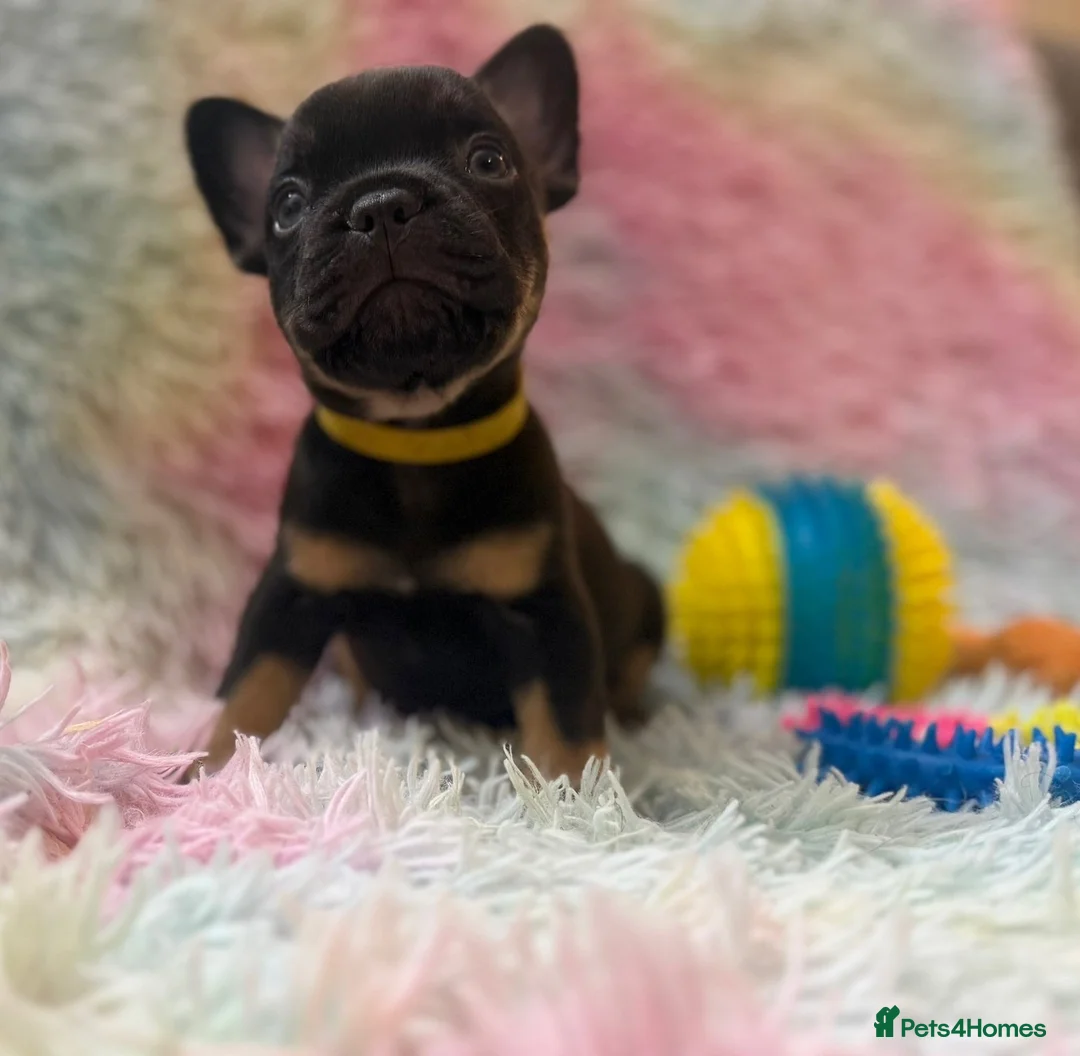 French Bulldog dogs for sale: Frenchies in Chocolate & Tan and Rojo - Advert 2