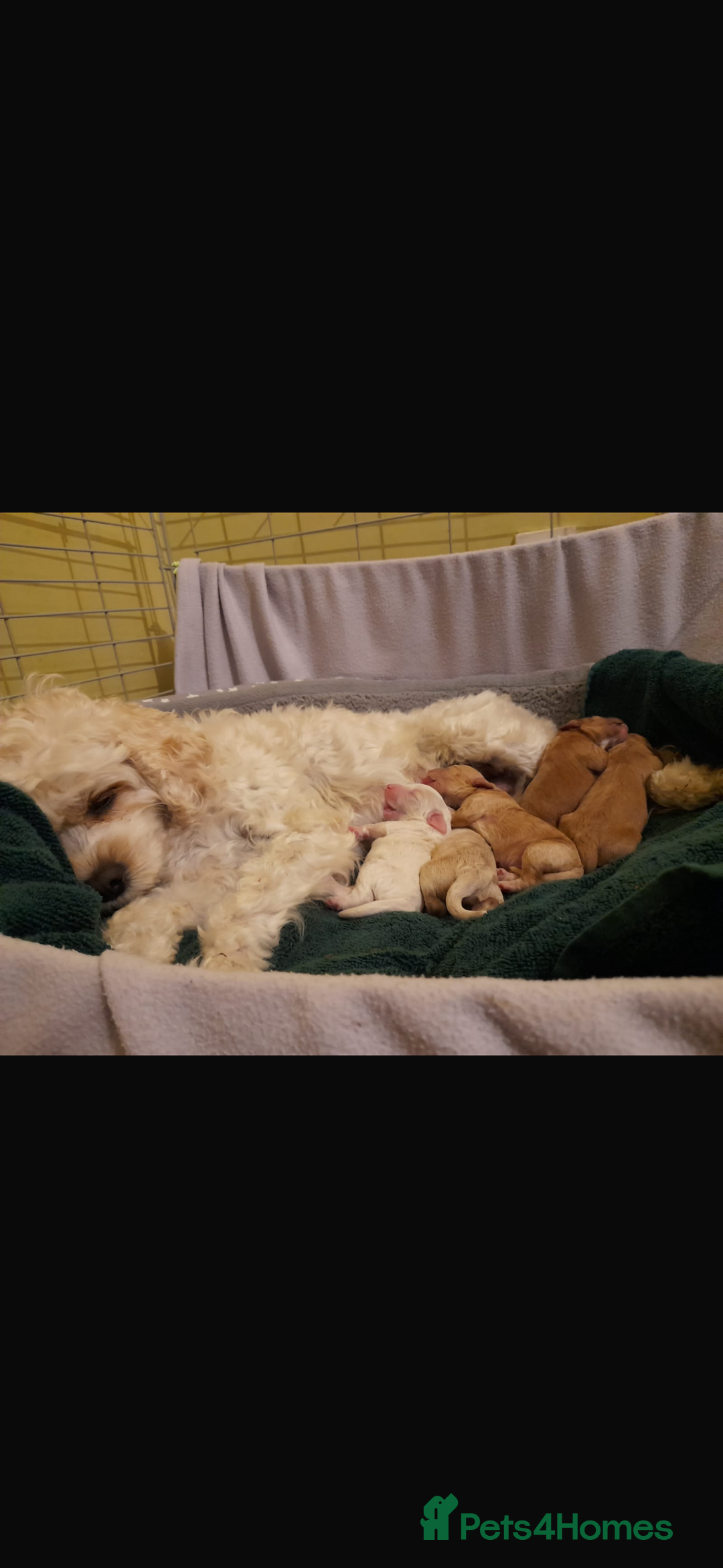 Cavapoo dogs for sale: Beautiful litter of Cavapoo puppies - Advert 4