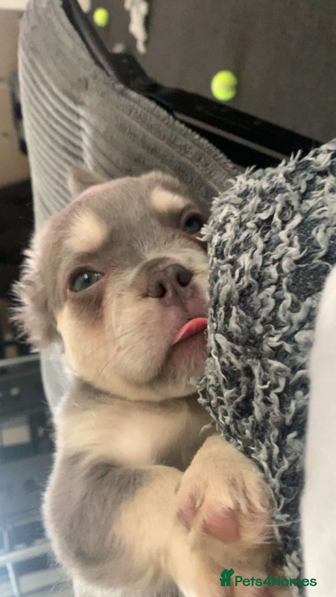 French Bulldog dogs for sale: fluffy frenchie  - Image 5