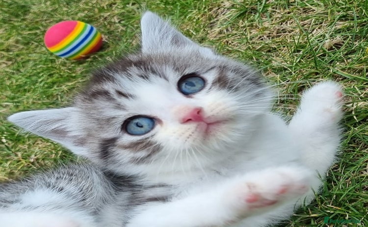 British Shorthair cats - Advert 1