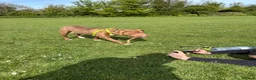 Mixed Breed dogs for sale: Bowen- Staffy x Lab - Advert 12