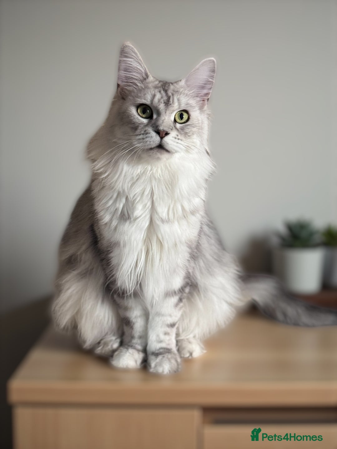 Maine Coon cats for sale: 🌟🌟Beautiful Maine Coon kittens🌟🌟 - Advert 2