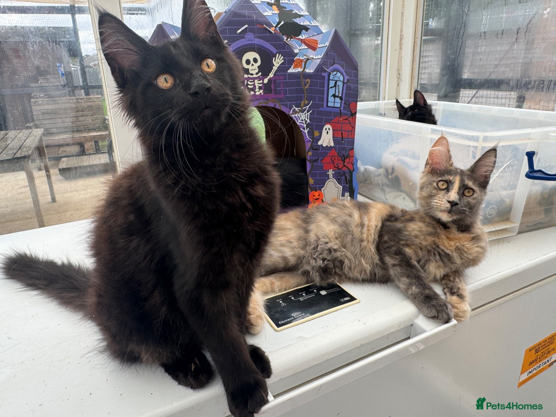 Maine Coon cats Reduced! TICA Maine Coon Kittens active possible  - Advert 1
