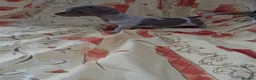 Dachshund dogs for sale: Dachshund puppies ready for new home  - Advert 2