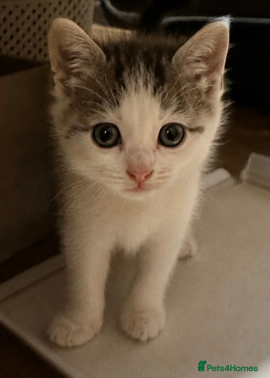 Mixed Breed cats for sale: Half ragdoll, mixed breed kitten - Advert 1