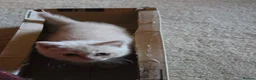 British Shorthair cats for sale: Cream British Shorthair  - Advert 3