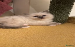 Birman cats for sale: Blue point female kitten for sale  - Image 19
