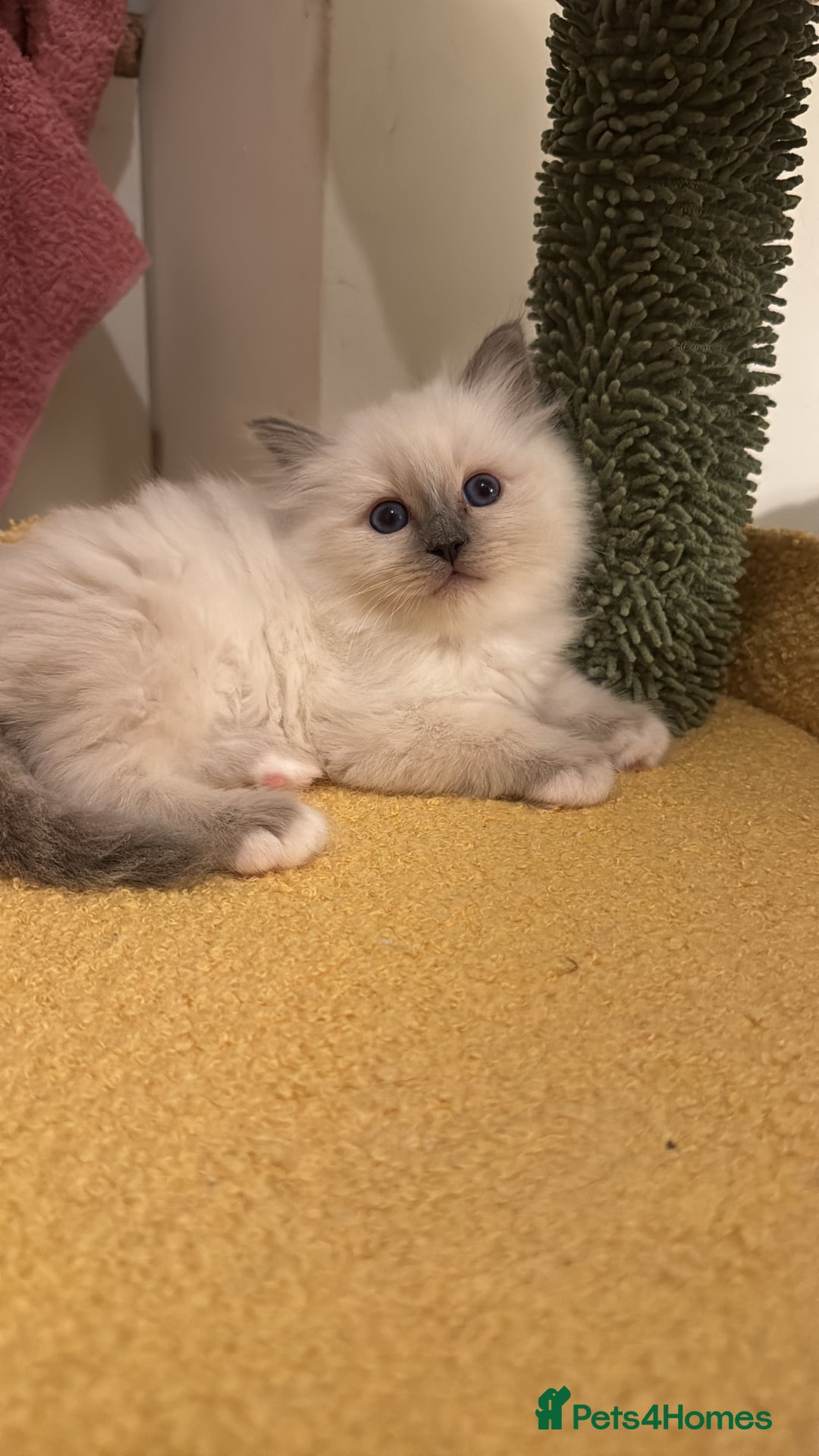Birman cats for sale: Blue point female kitten for sale  - Image 19