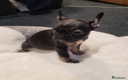 French Bulldog dogs for sale: French bulldog 2 boys and four girls - Image 8