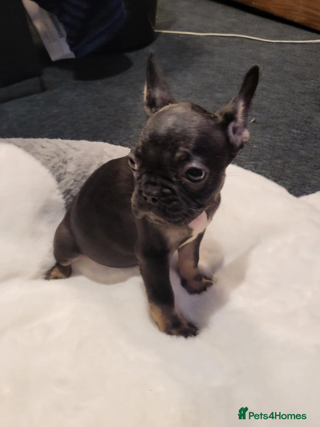 French Bulldog dogs for sale: French bulldog 2 boys and four girls - Image 8
