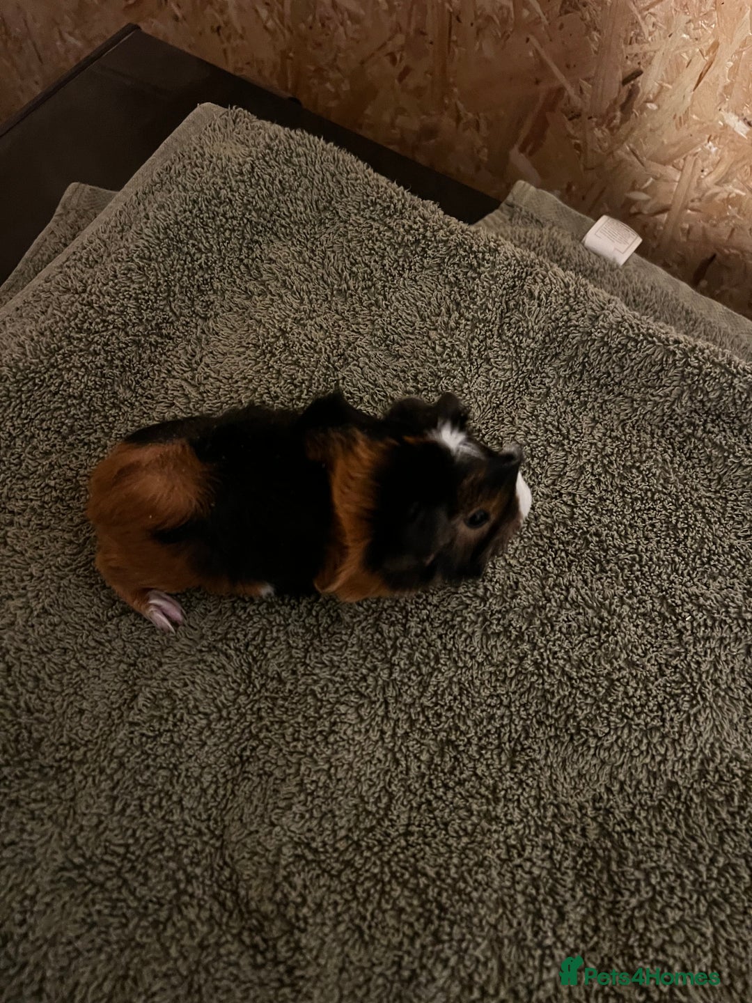 Guinea Pig rodents for sale: baby guinea pig - Advert 36