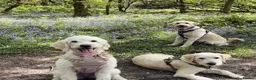 Double Doodle dogs for sale: Double Doodle puppies due August 2026 - Advert 20