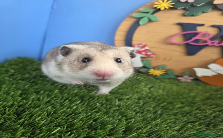 Hamster rodents Pedigree Syrian Hamster Female  - Advert 1