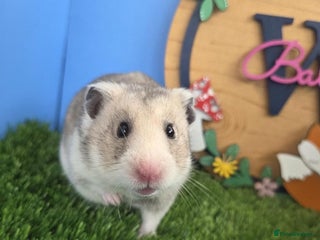 Hamster rodents Pedigree Syrian Hamster Female - Advert 1