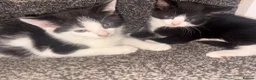 Domestic Shorthair cats for sale:  🐾 Black and white domestic shorthairs - Advert 10