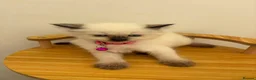 Ragdoll cats for sale: Beautiful Ragdoll cat - Advert 12