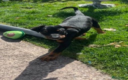 Dobermann dogs for sale: Rottweiler cross Doberman puppies  - Image 5