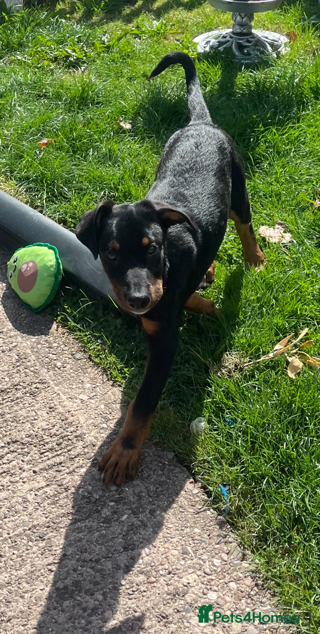 Dobermann dogs for sale: Rottweiler cross Doberman puppies  - Image 5