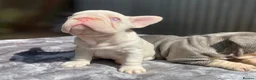 French Bulldog dogs for sale: 7 beautiful French bulldog puppies  - Advert 3