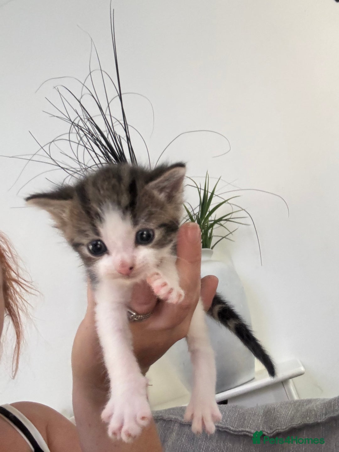 Mixed Breed cats for sale: Kittens  - Image 3