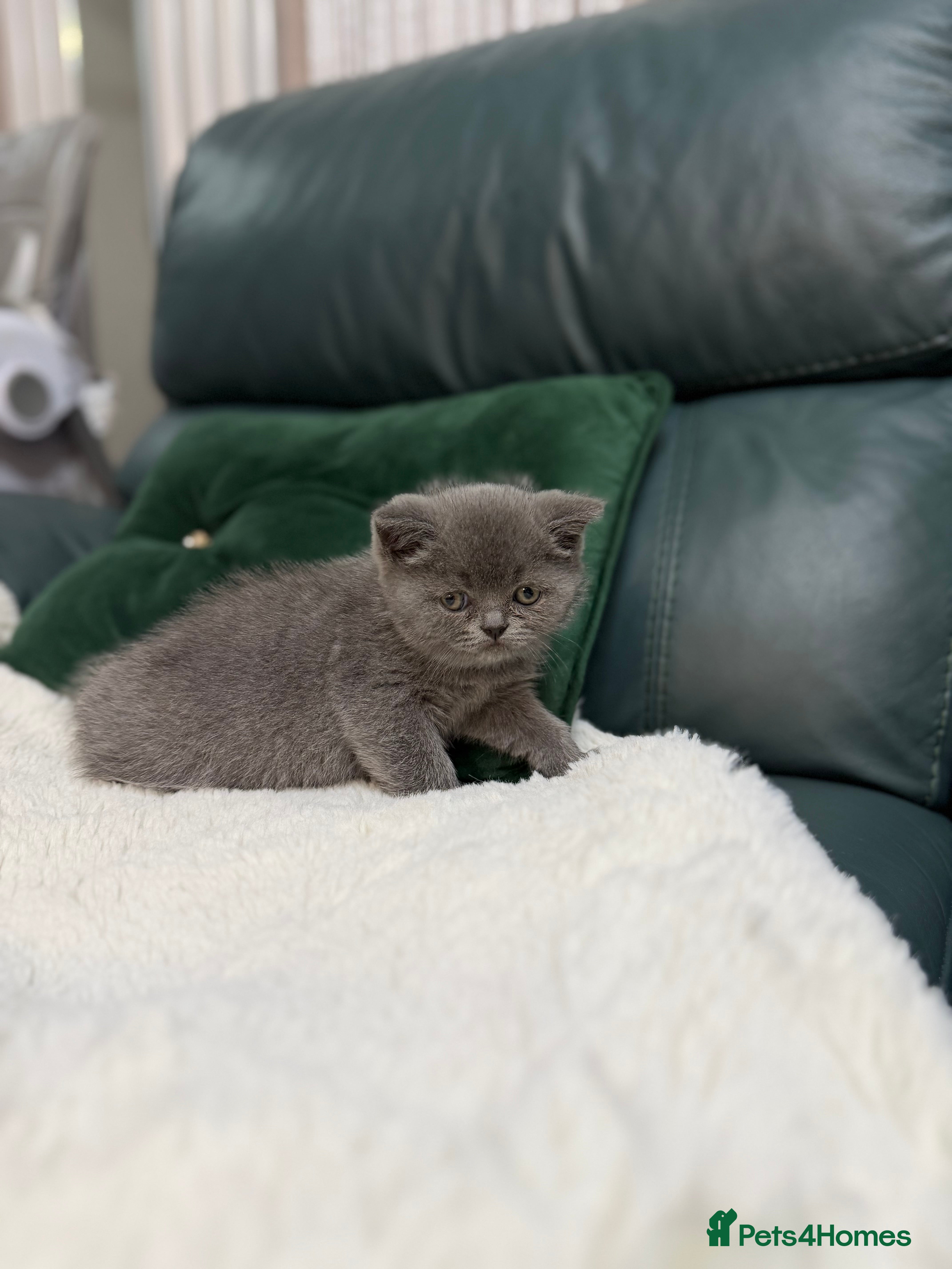 British Shorthair cats British Shorthair 💝 - Advert 4