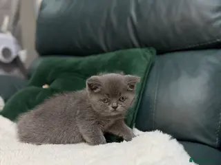 British Shorthair cats British Shorthair 💝 - Advert 4