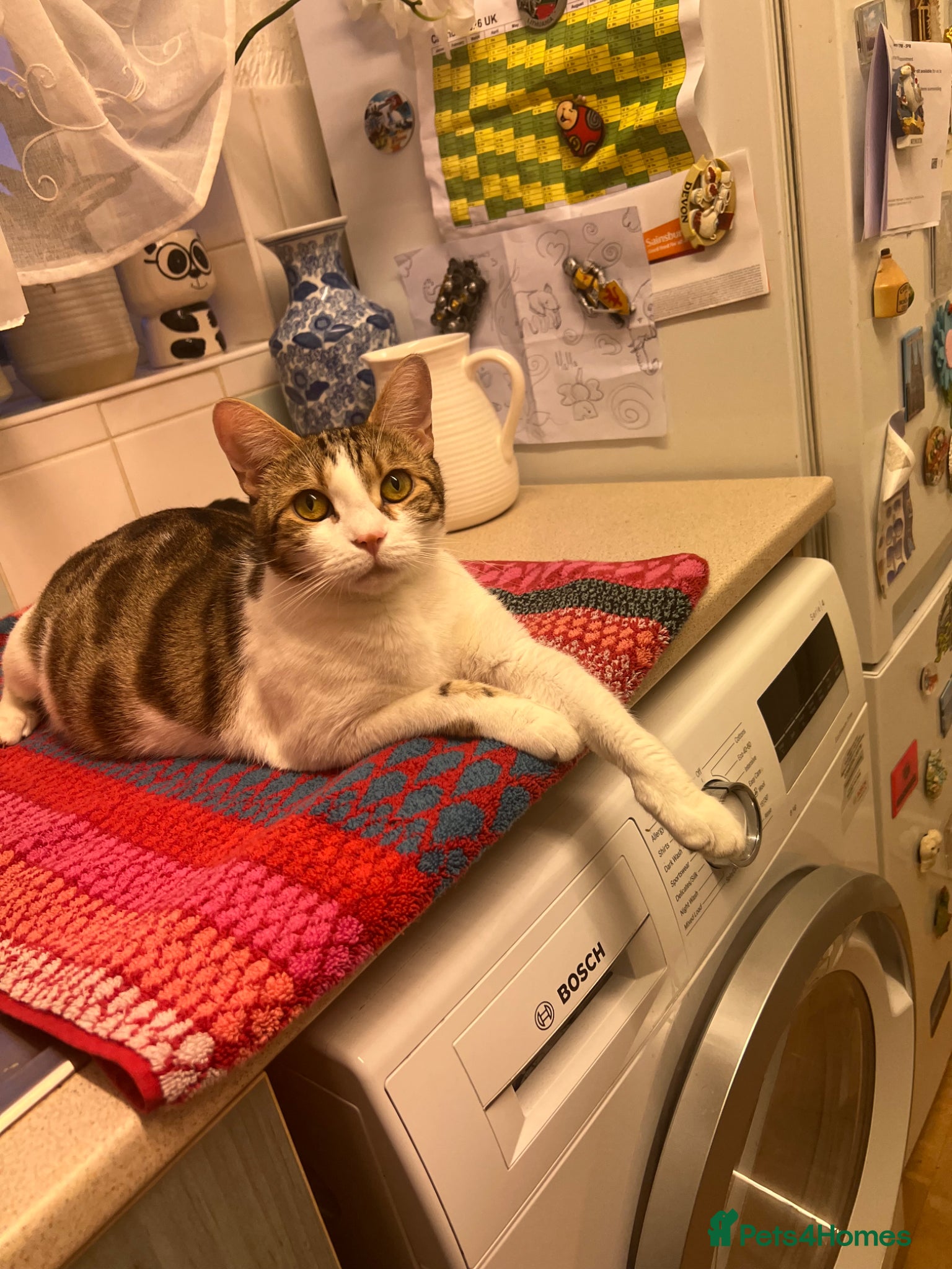 Mixed Breed cats for sale: Boy cat - Advert 1