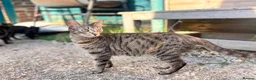 Mixed Breed cats for sale: Kittens  - Advert 2