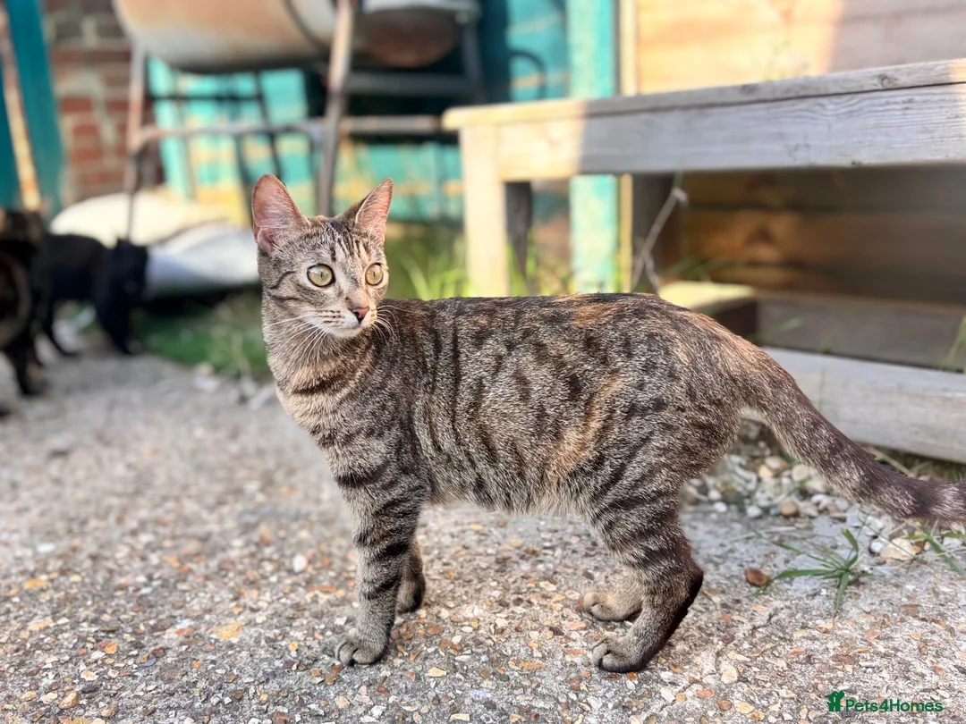 Mixed Breed cats for sale: Kittens  - Advert 2