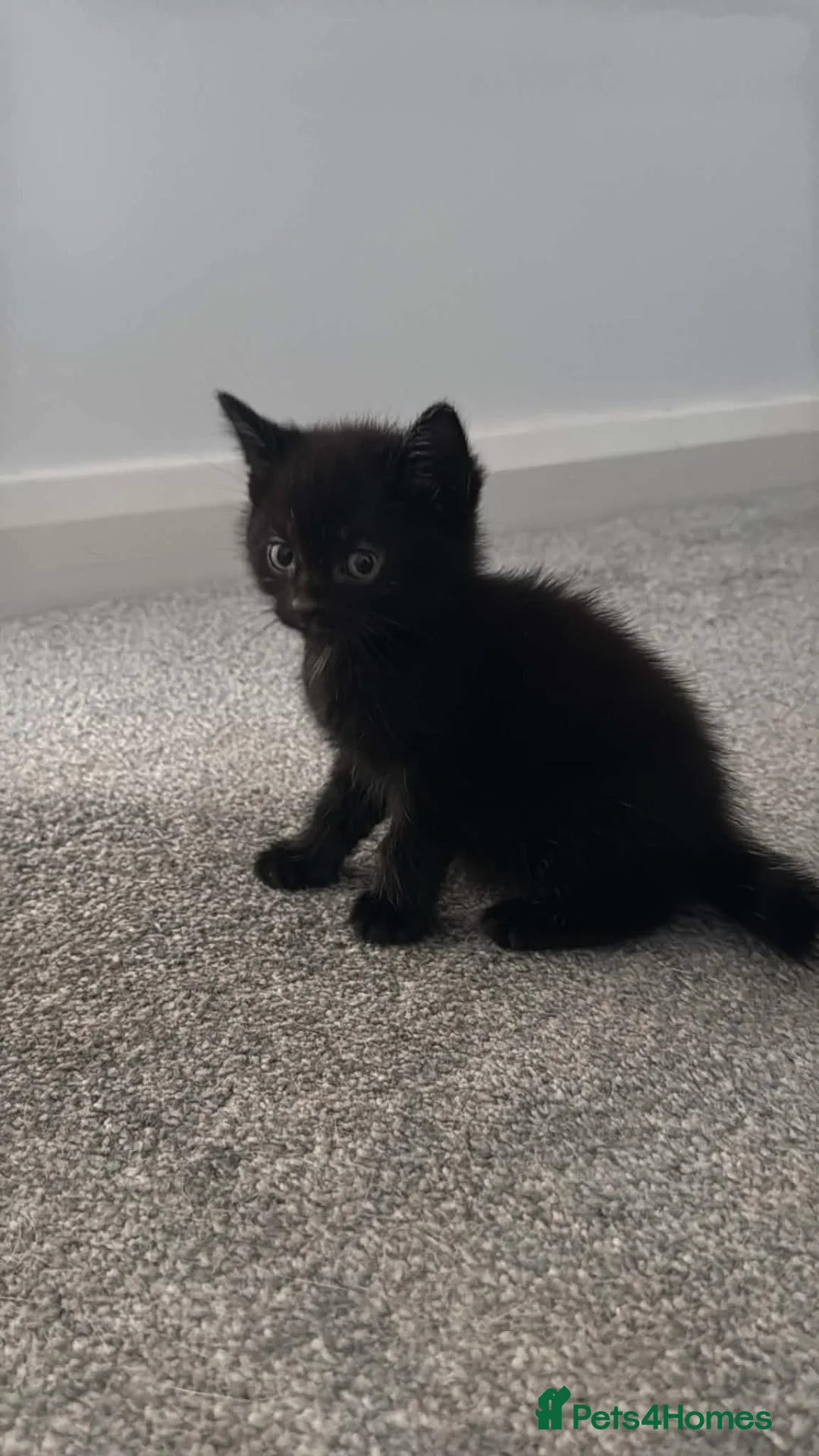 British Shorthair cats for sale: Male kittens  - Advert 4