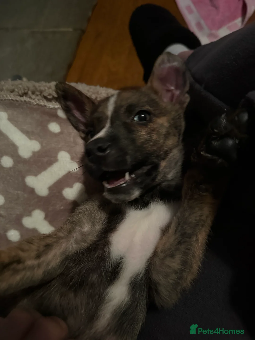 Mixed Breed dogs for sale: 11 Week Staffy and Husky Cross - Advert 2