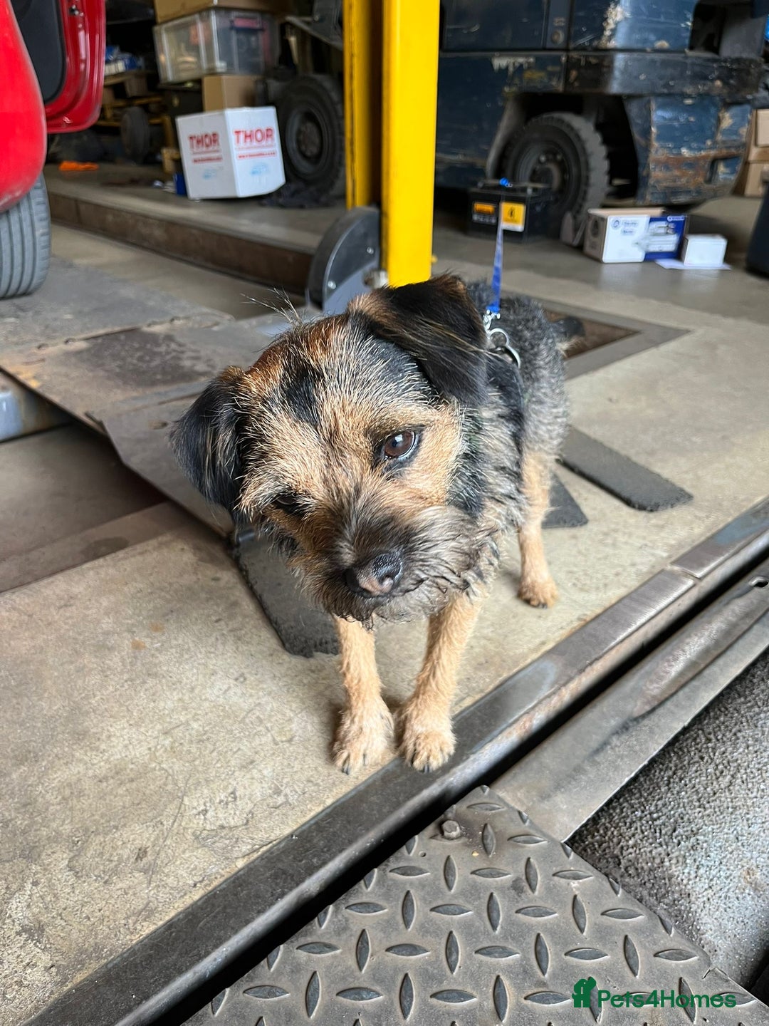 Border Terrier dogs for stud: KC registered, Slem clear first time stud - Advert 5