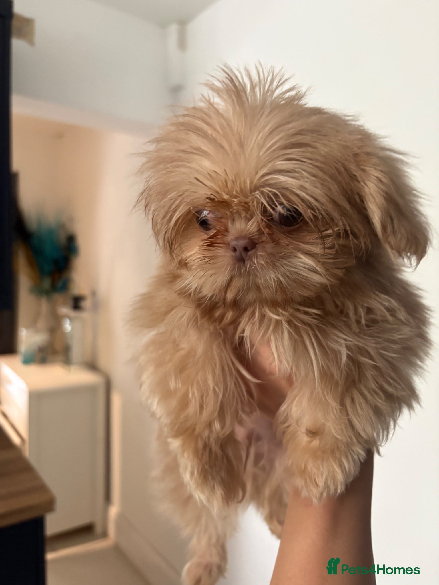 Shih Tzu dogs Reduced !Beautiful imperial choc & lav Shihzu pup  - Advert 1