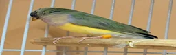 Finches birds for sale: Female Black Headed Gouldian Finch 5 Months Old - Advert 2