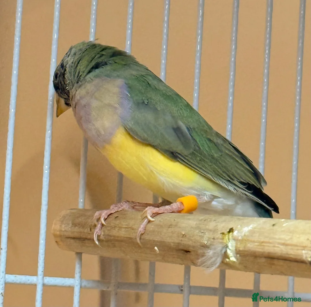 Finches birds for sale: Female Black Headed Gouldian Finch 5 Months Old - Advert 2