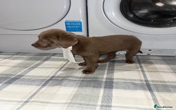 Labrador Retriever dogs for sale: KC SILVER & CHARCOAL Labrador Puppys  - Image 10