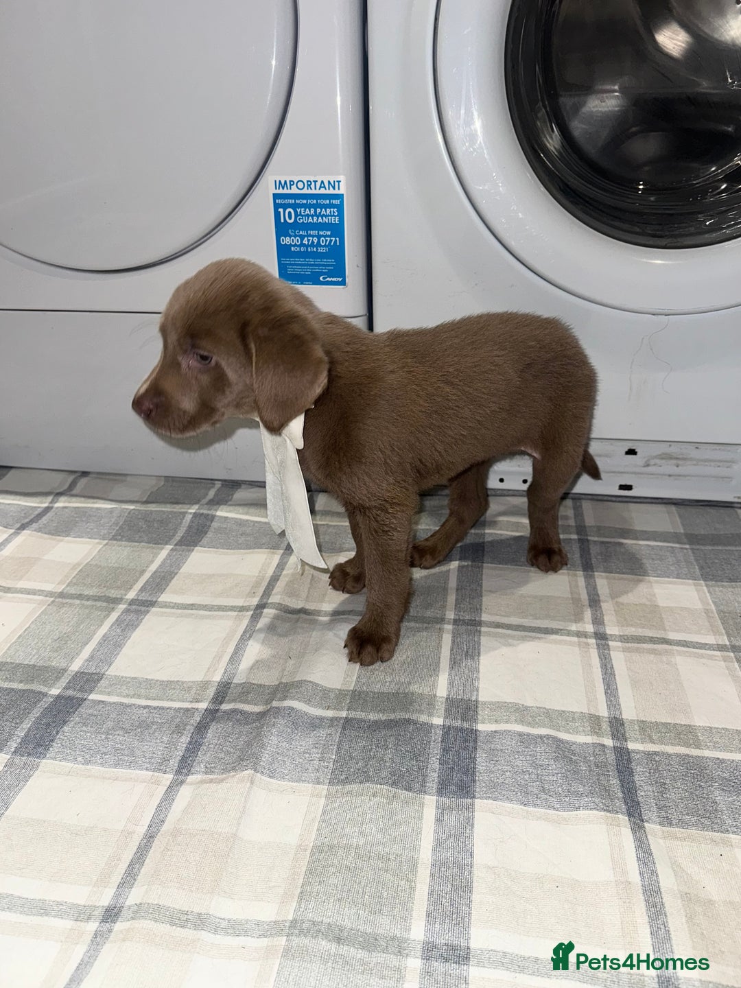 Labrador Retriever dogs for sale: KC SILVER & CHARCOAL Labrador Puppys  - Image 10