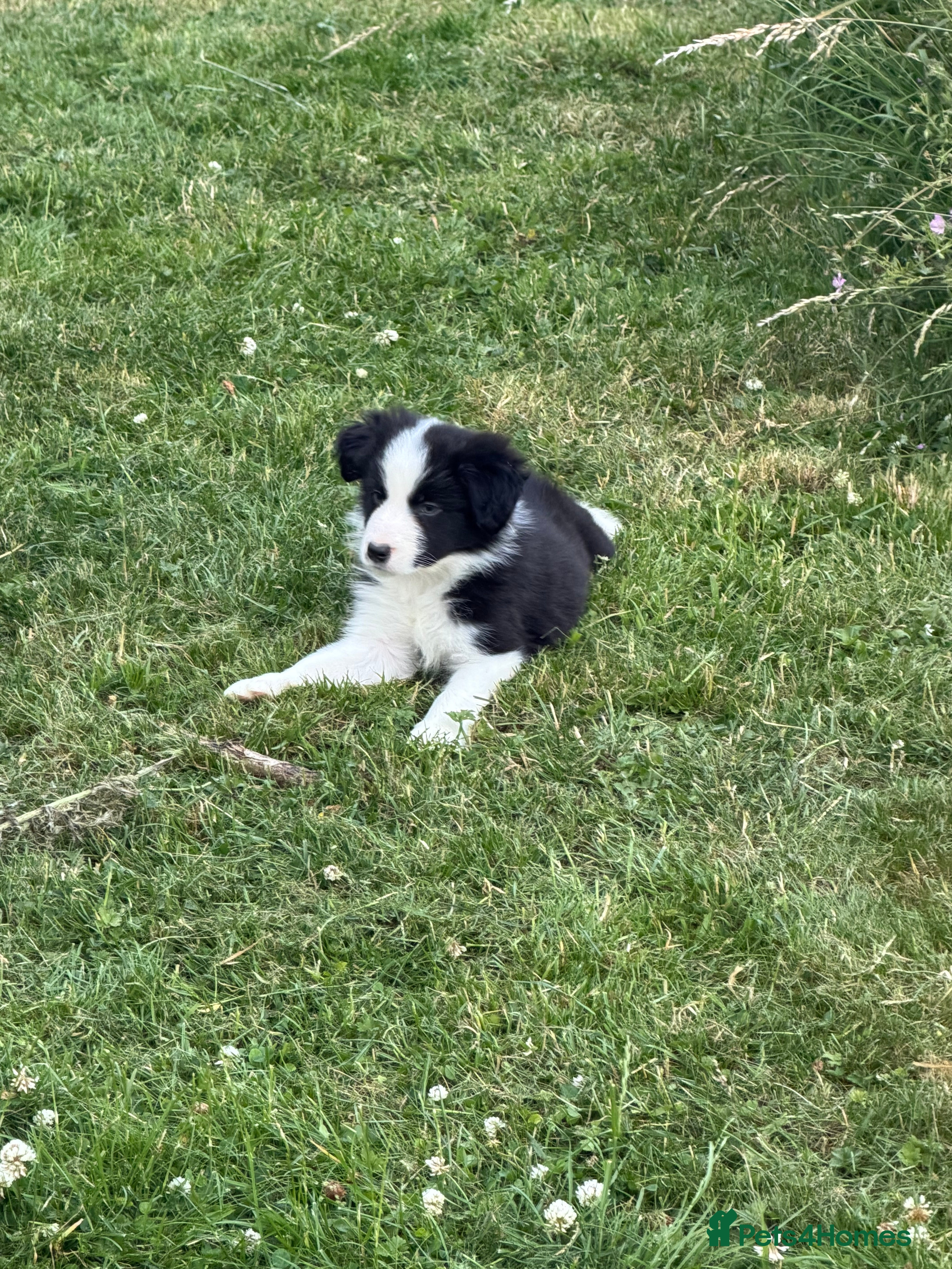 Border Collie dogs Beautiful Bouncy border collie puppies  - Advert 2
