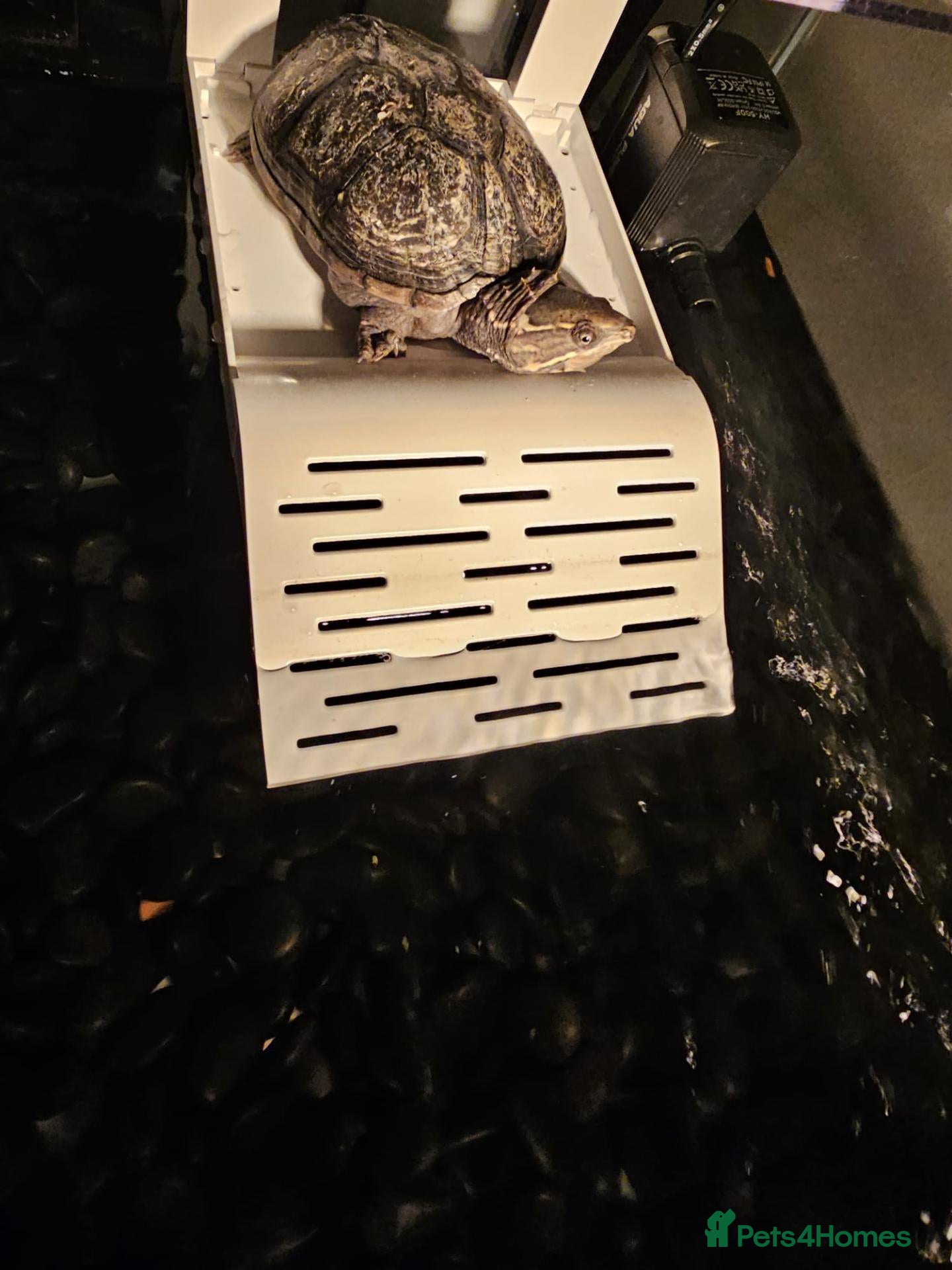 Turtle reptiles Turtle - Advert 6