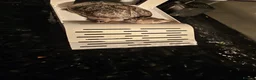 Turtle reptiles for sale: Turtle - Advert 1