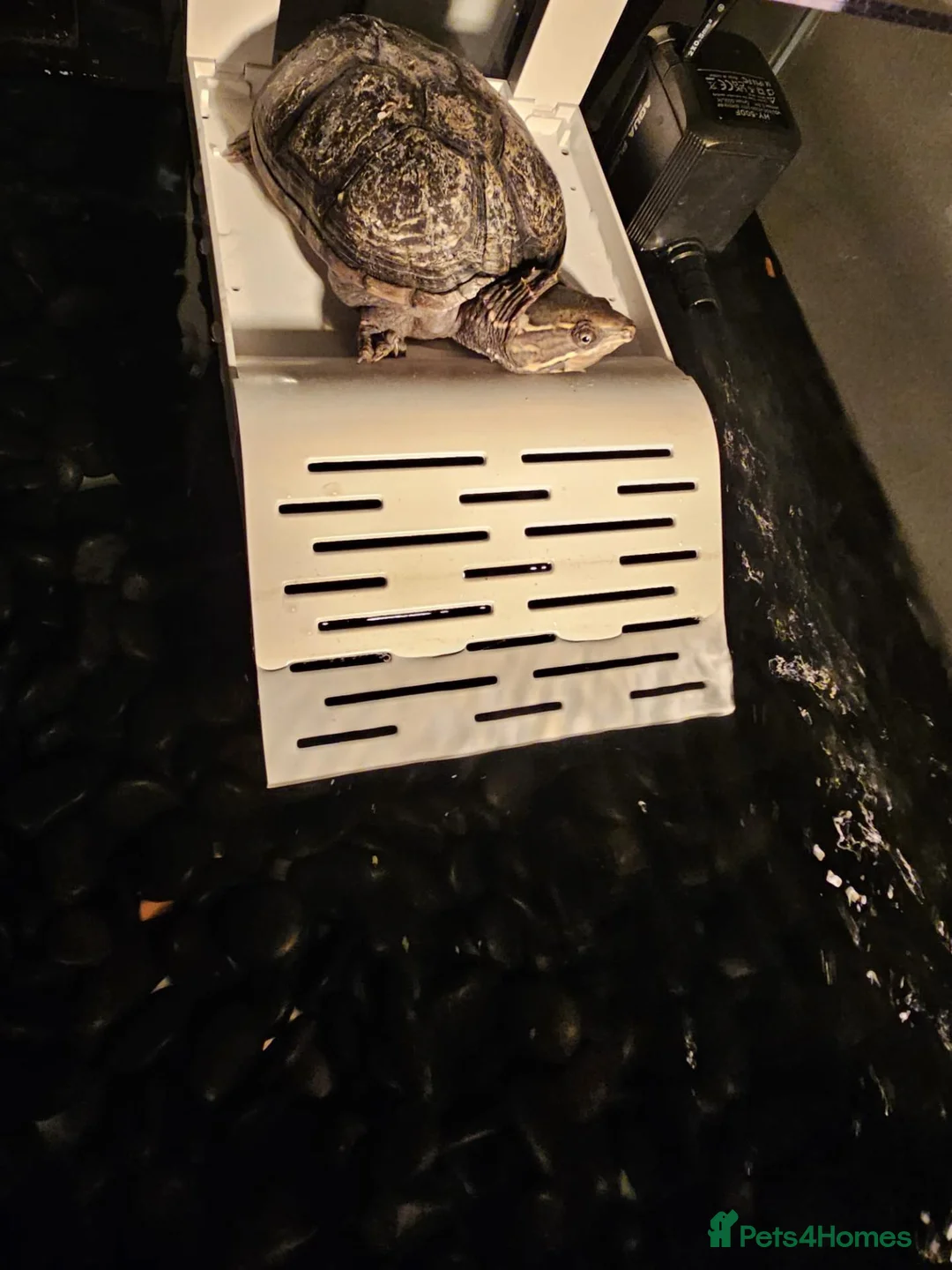 Turtle reptiles for sale: Turtle - Advert 1