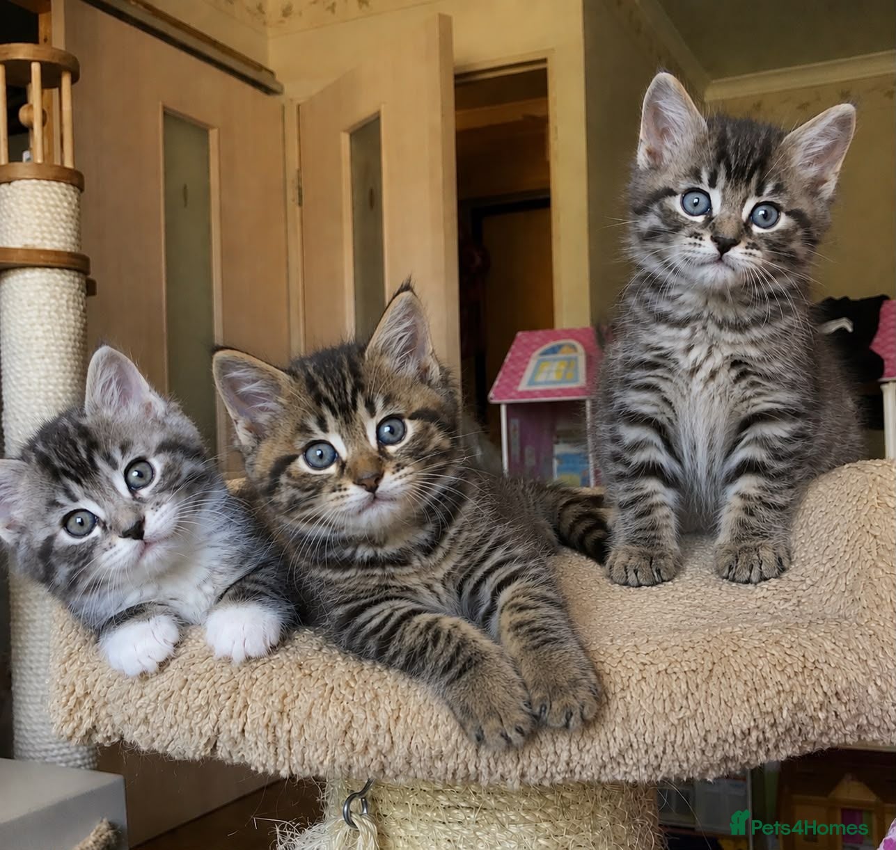 Mixed Breed cats Cute tabby kittens 8 weeks - Advert 6