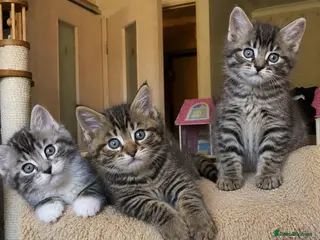 Mixed Breed cats Cute tabby kittens 8 weeks - Advert 6
